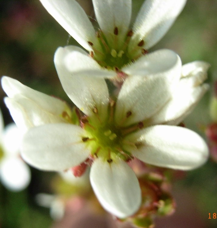 Saxifraga bulbifera